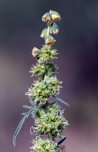 Ambrosia confertiflora (Slimleaf Bursage) — photo