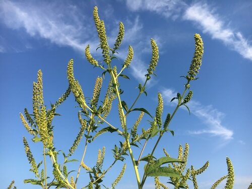 Ambrosia trifida (Giant Ragweed) — photo