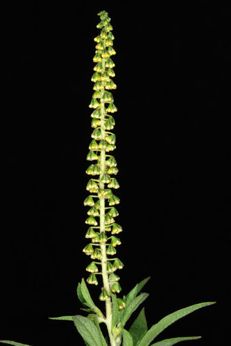 Ambrosia trifida (Giant Ragweed) — photo