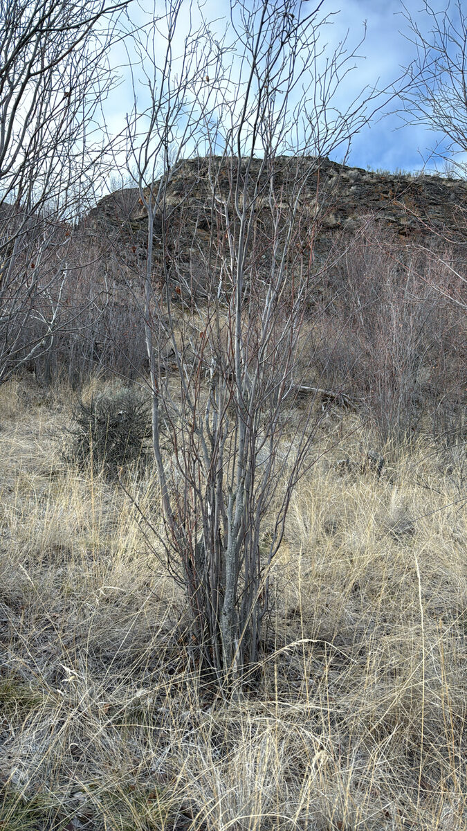 Amelanchier alnifolia cusickii - (Fernald.)C.Hitchc. (Cusick's Serviceberry) — photo