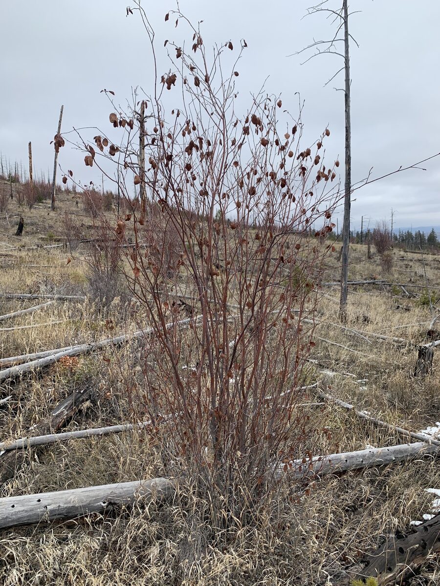 Amelanchier alnifolia cusickii - (Fernald.)C.Hitchc. (Cusick's Serviceberry) — photo