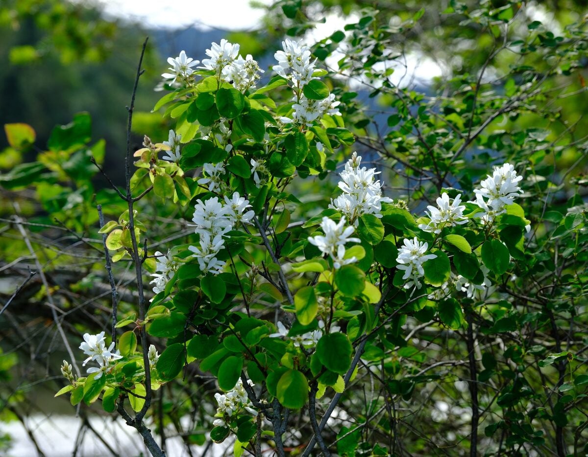 Amelanchier alnifolia var. semi-integrifolia (Pacific Serviceberry) — photo