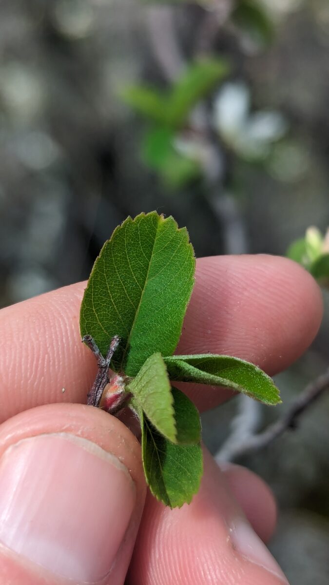 Amelanchier alnifolia var. semi-integrifolia (Pacific Serviceberry) — photo