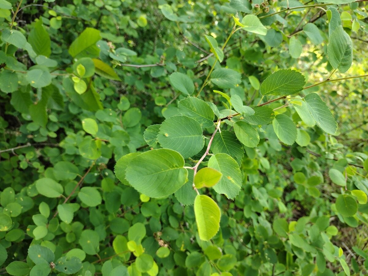 Amelanchier alnifolia var. semi-integrifolia