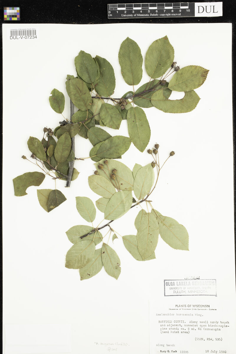 Amelanchier huronensis (Round-leaf Service-berry) — photo