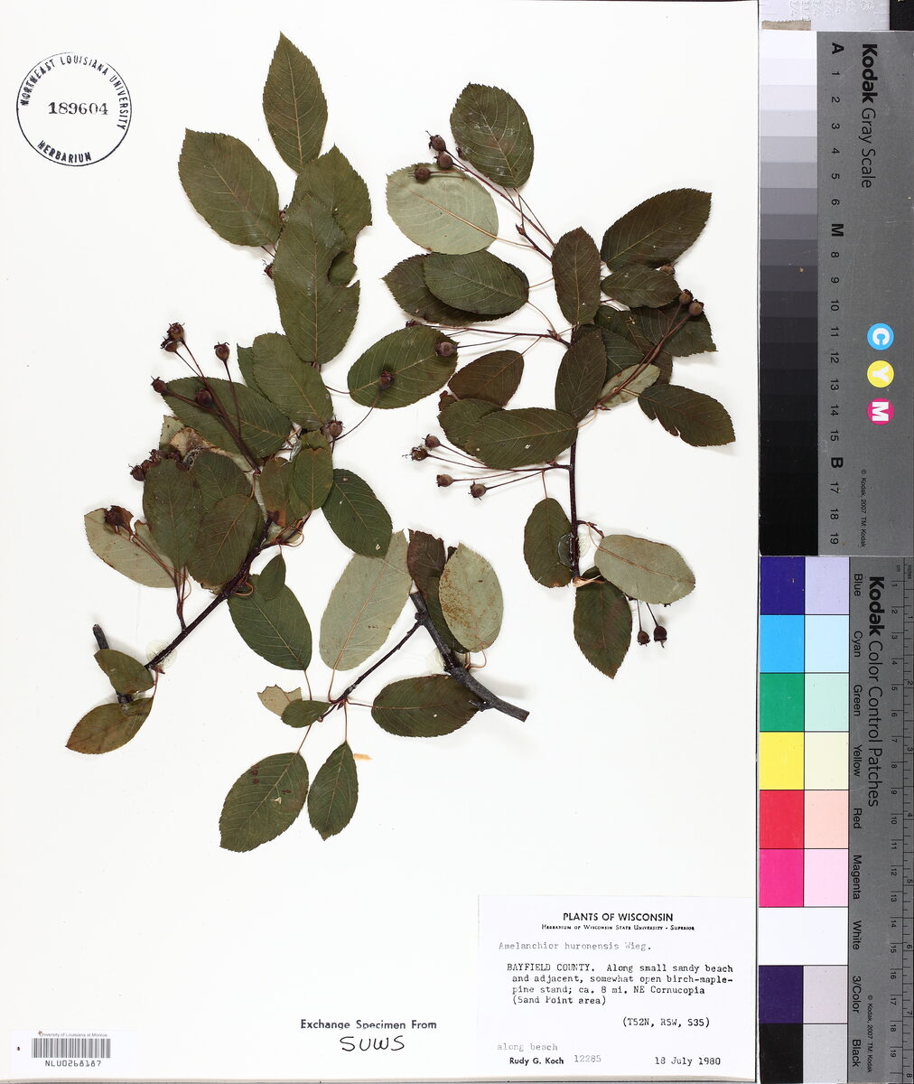 Amelanchier huronensis (Round-leaf Service-berry) — photo