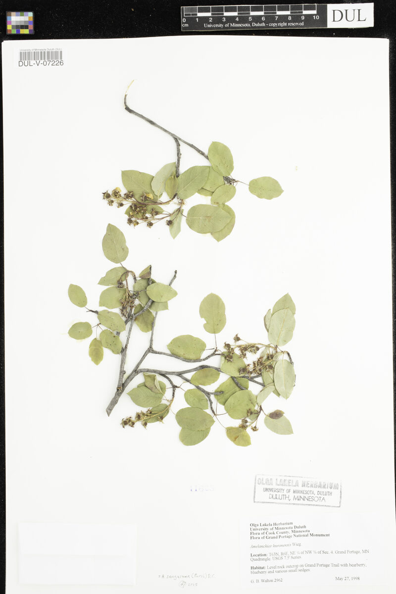 Amelanchier huronensis