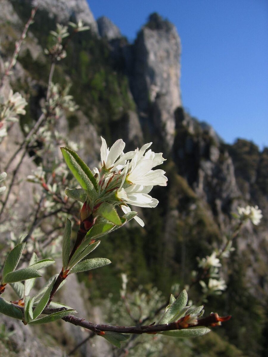 Amelanchier ovalis (Snowy mespilus) — photo