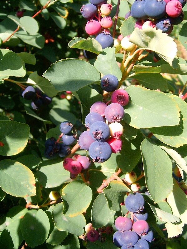 Amelanchier ovalis (Snowy mespilus) — photo