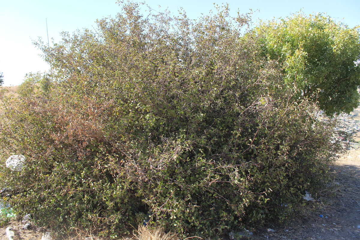 Amelanchier ovalis integrifolia - (Boiss.& Hohen.)Browicz. — photo