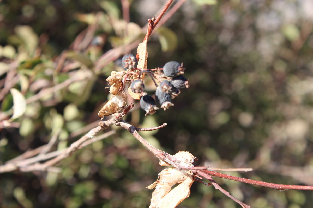 Amelanchier ovalis integrifolia - (Boiss.& Hohen.)Browicz. — photo