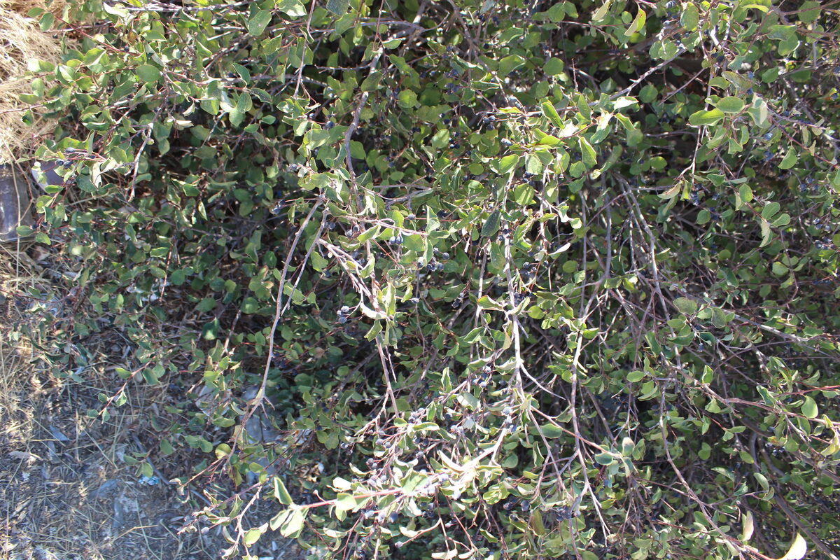 Amelanchier ovalis integrifolia - (Boiss.& Hohen.)Browicz.