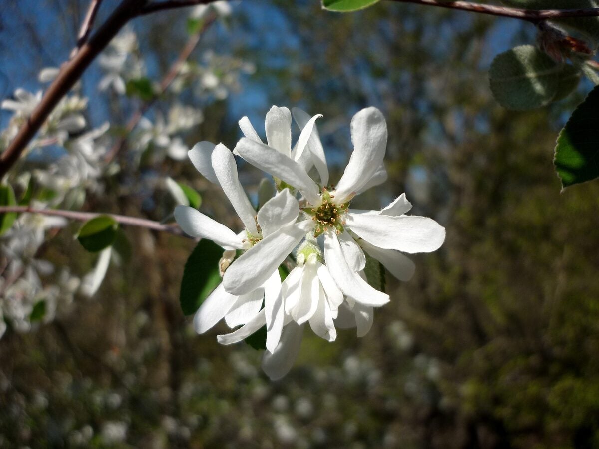 Amelanchier ovalis