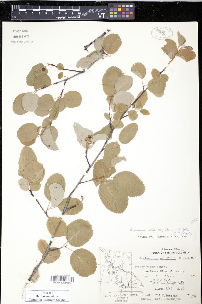 Saskatoon serviceberry
