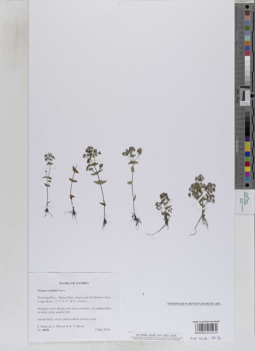 Ammannia involucrata — photo