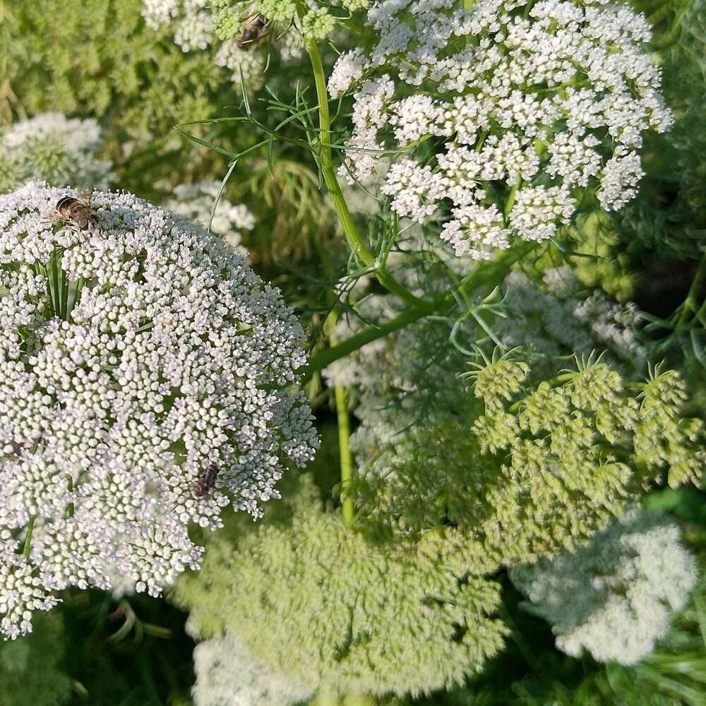 Ammi visnaga - (L.)Lam. (Visnaga. Khella. Bishop's Weed) — photo