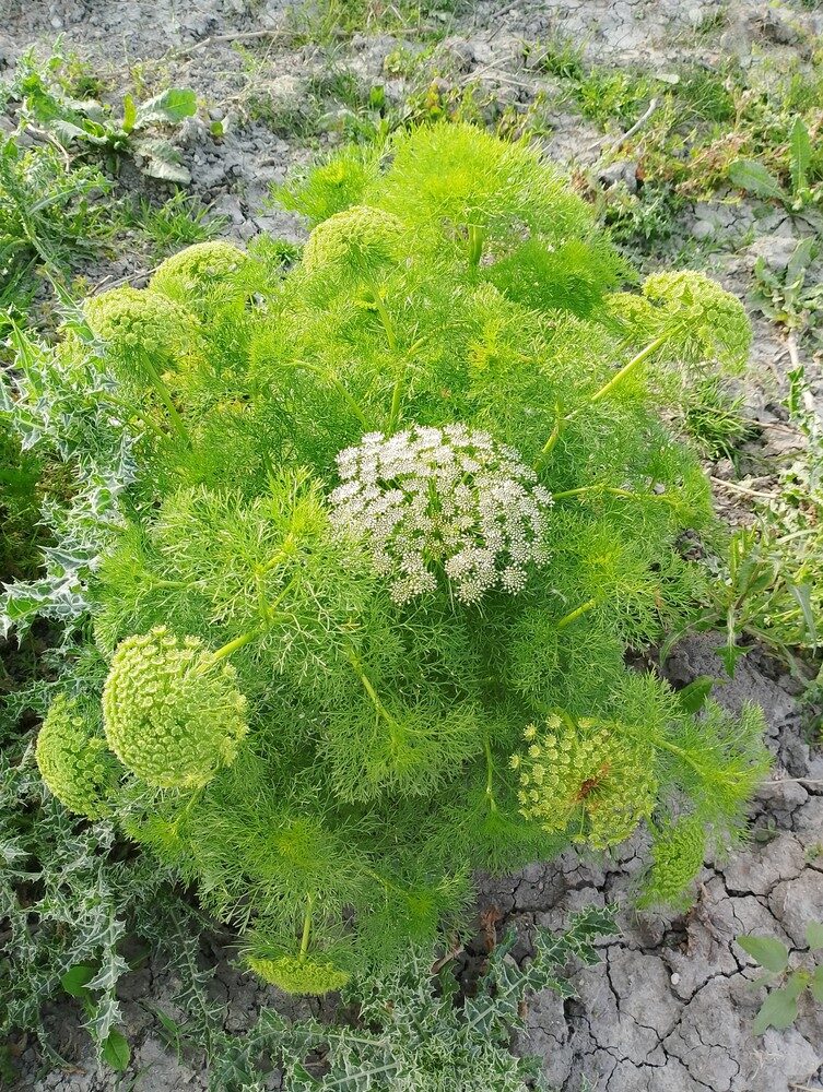 Ammi visnaga - (L.)Lam. (Visnaga. Khella. Bishop's Weed) — photo