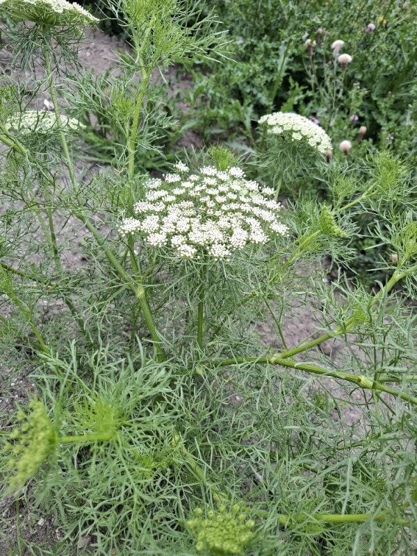 Ammi visnaga - (L.)Lam.