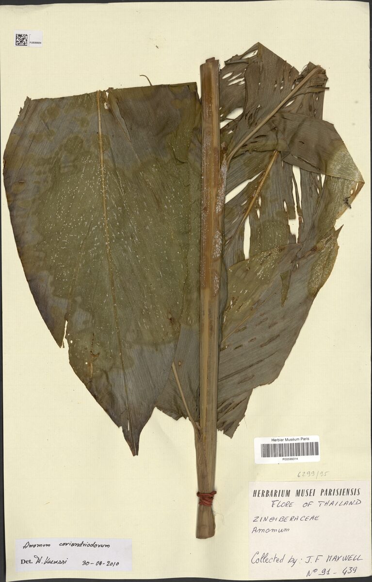 Amomum coriandriodorum — photo