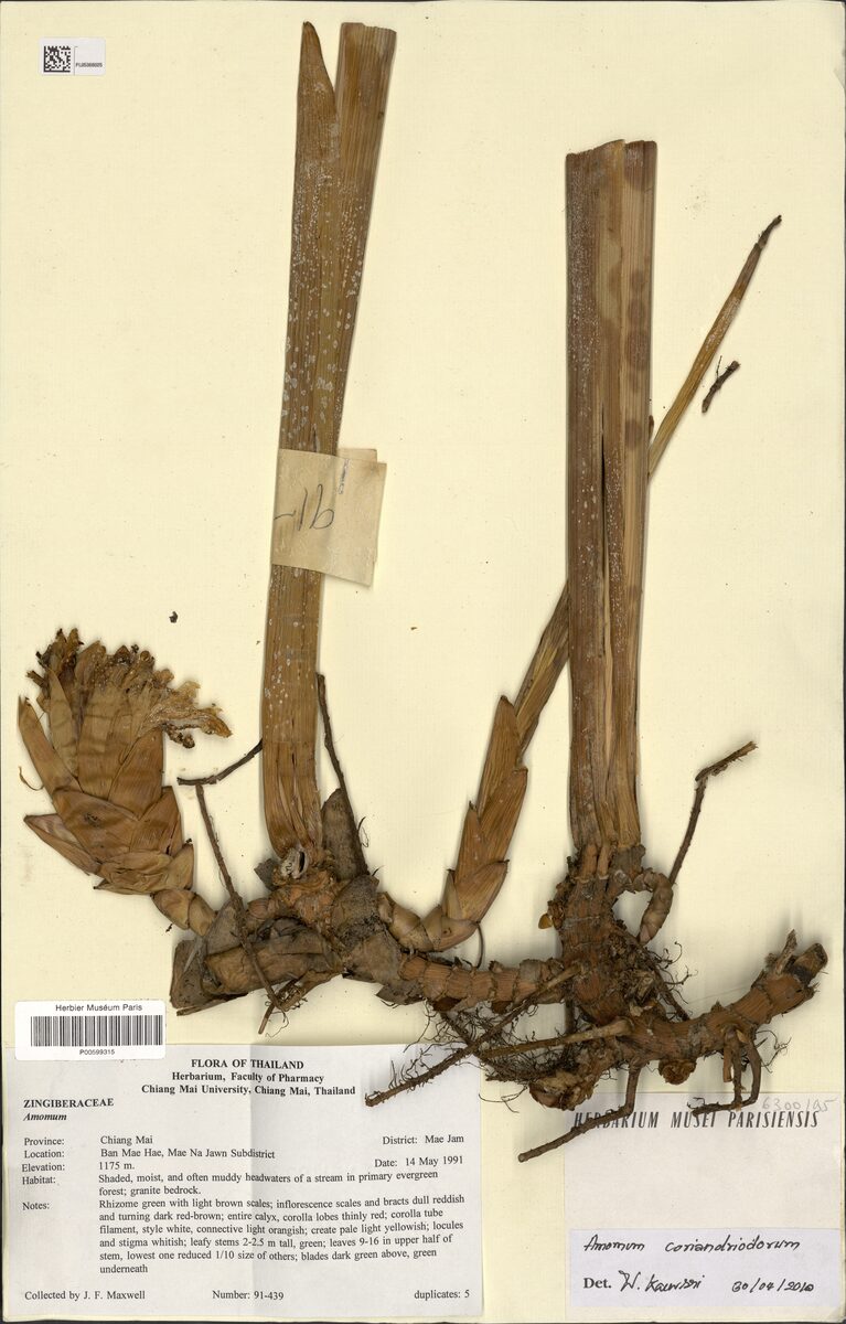 Amomum coriandriodorum