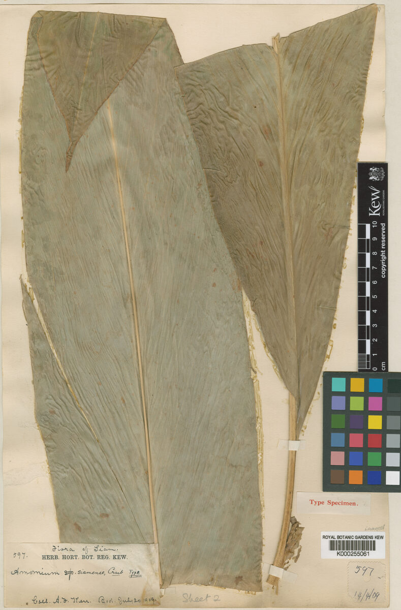 Amomum siamense