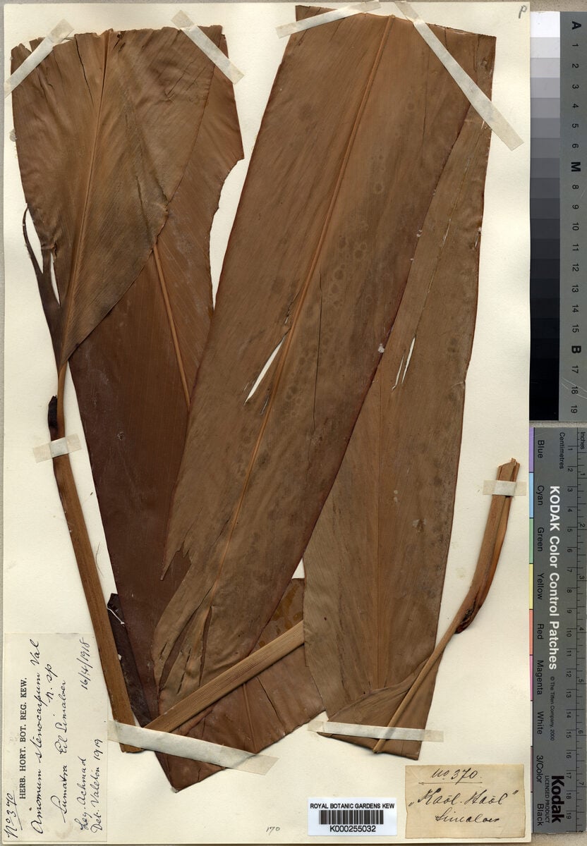 Amomum stenocarpum (Kaol haol) — photo