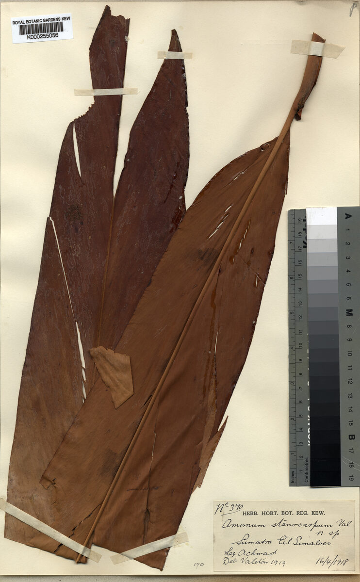 Amomum stenocarpum (Kaol haol) — photo