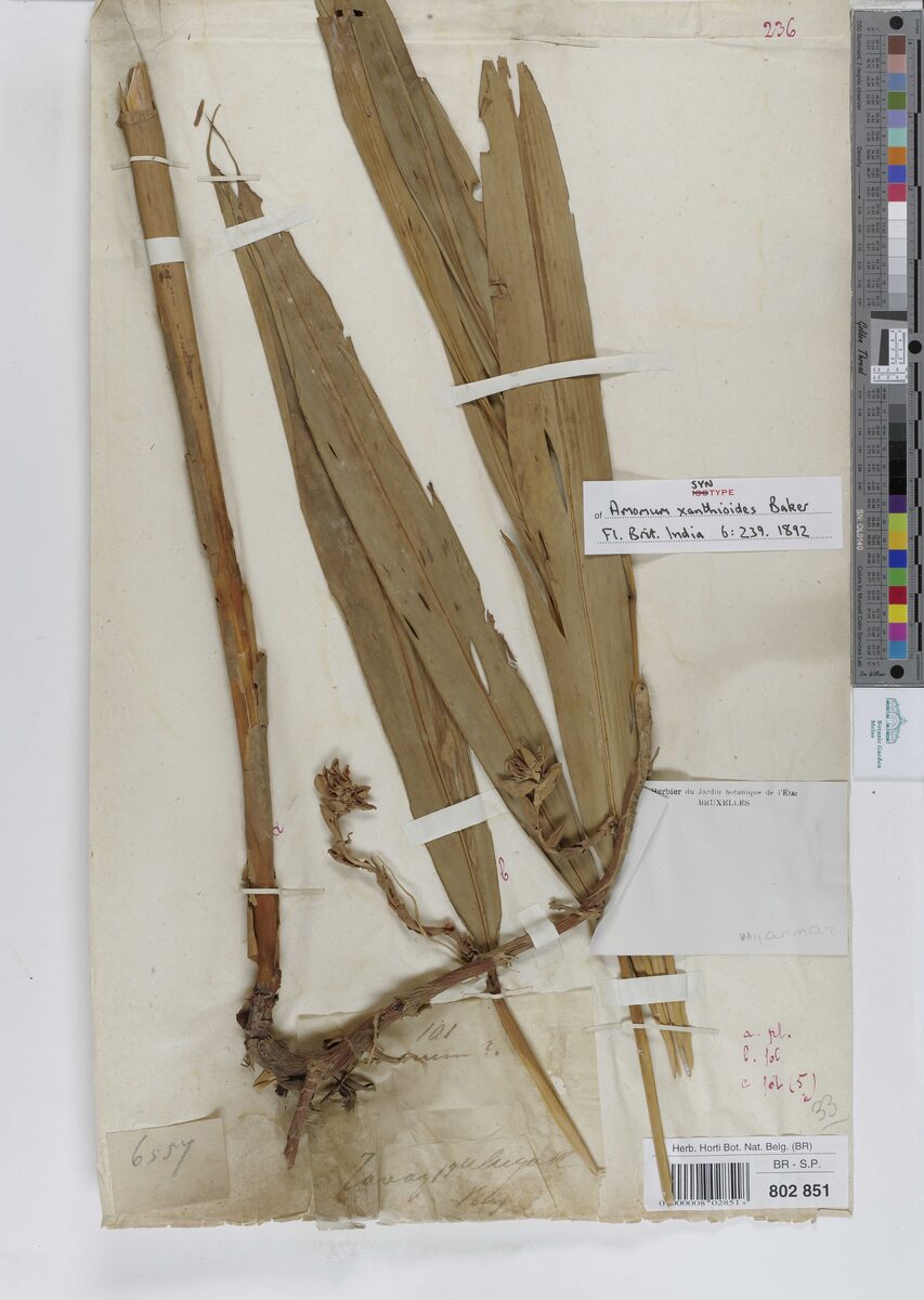 Amomum villosum var. xanthioides (Wild siamese cardamom) — photo