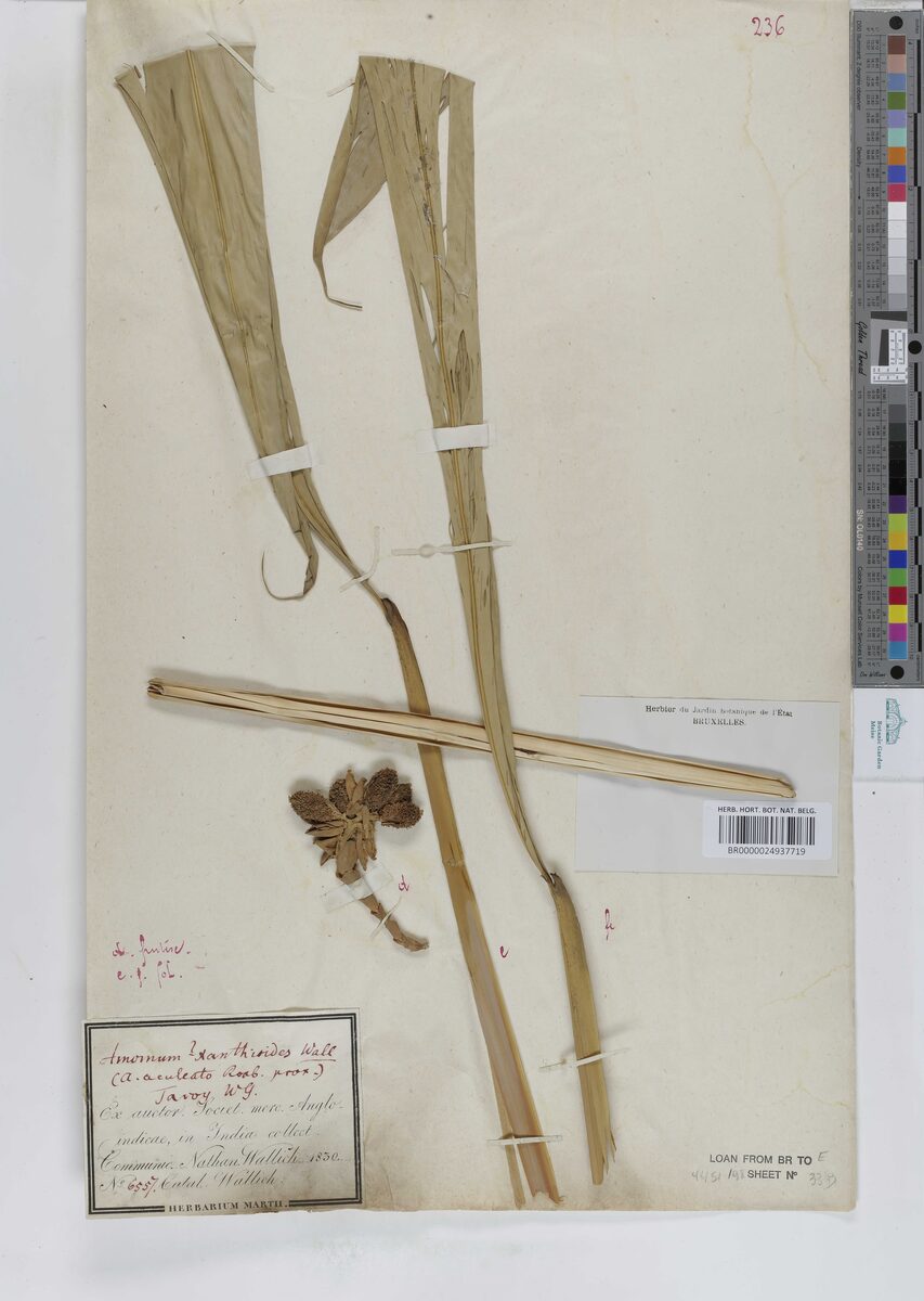 Amomum villosum var. xanthioides (Wild siamese cardamom) — photo