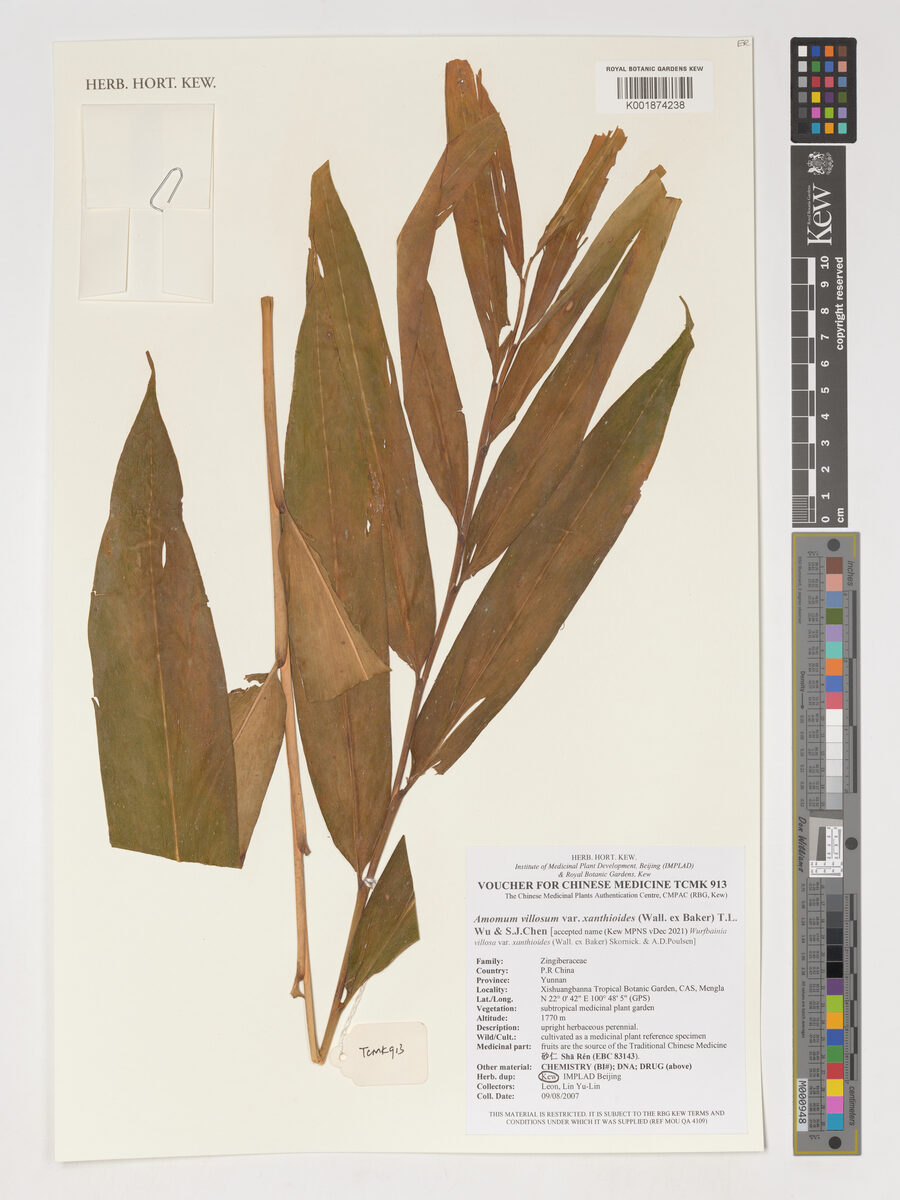 Amomum villosum var. xanthioides