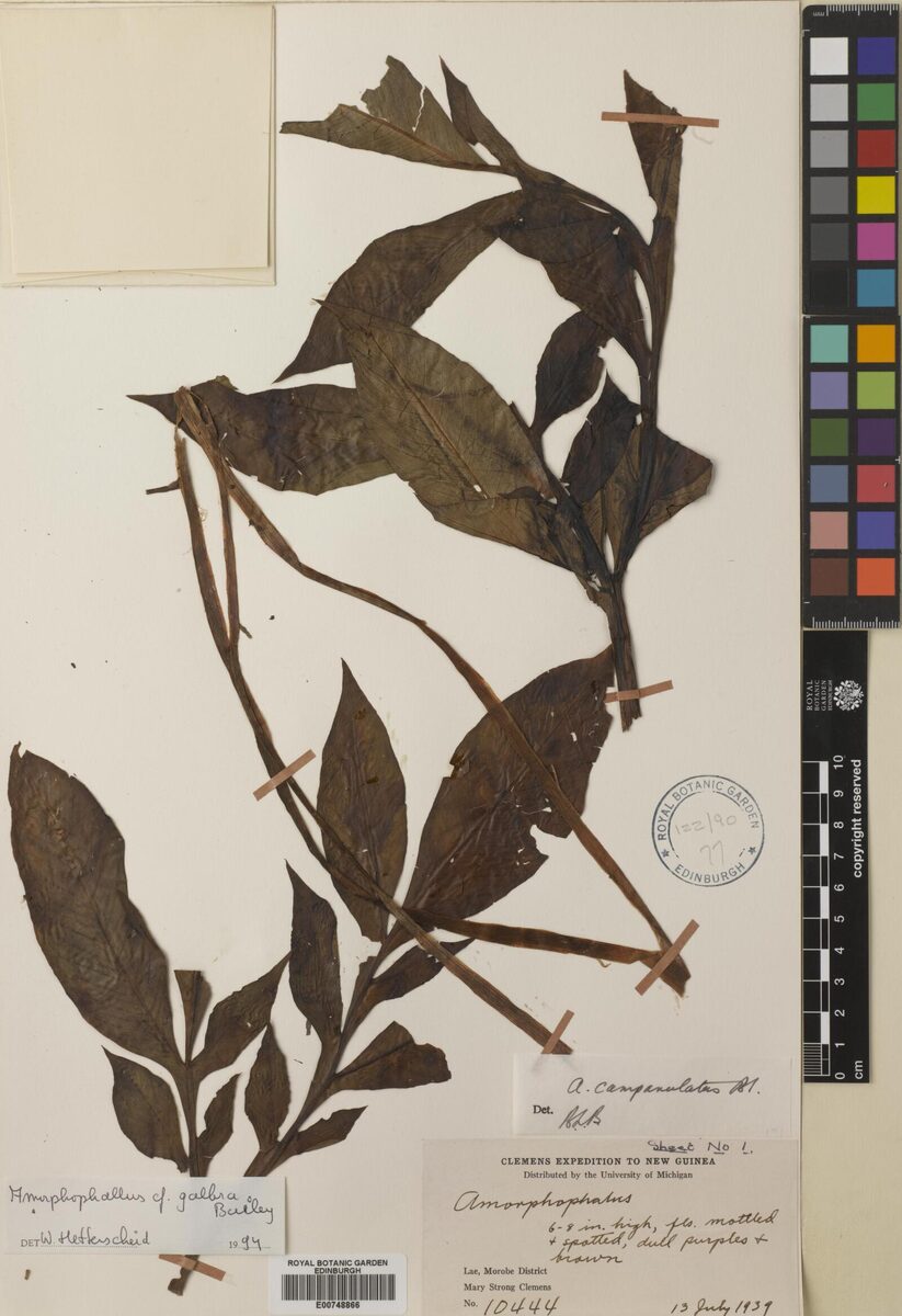 Amorphophallus glabra