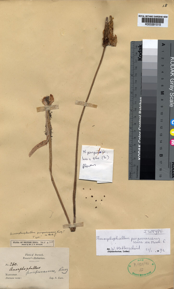 Amorphophallus purpurascens — photo