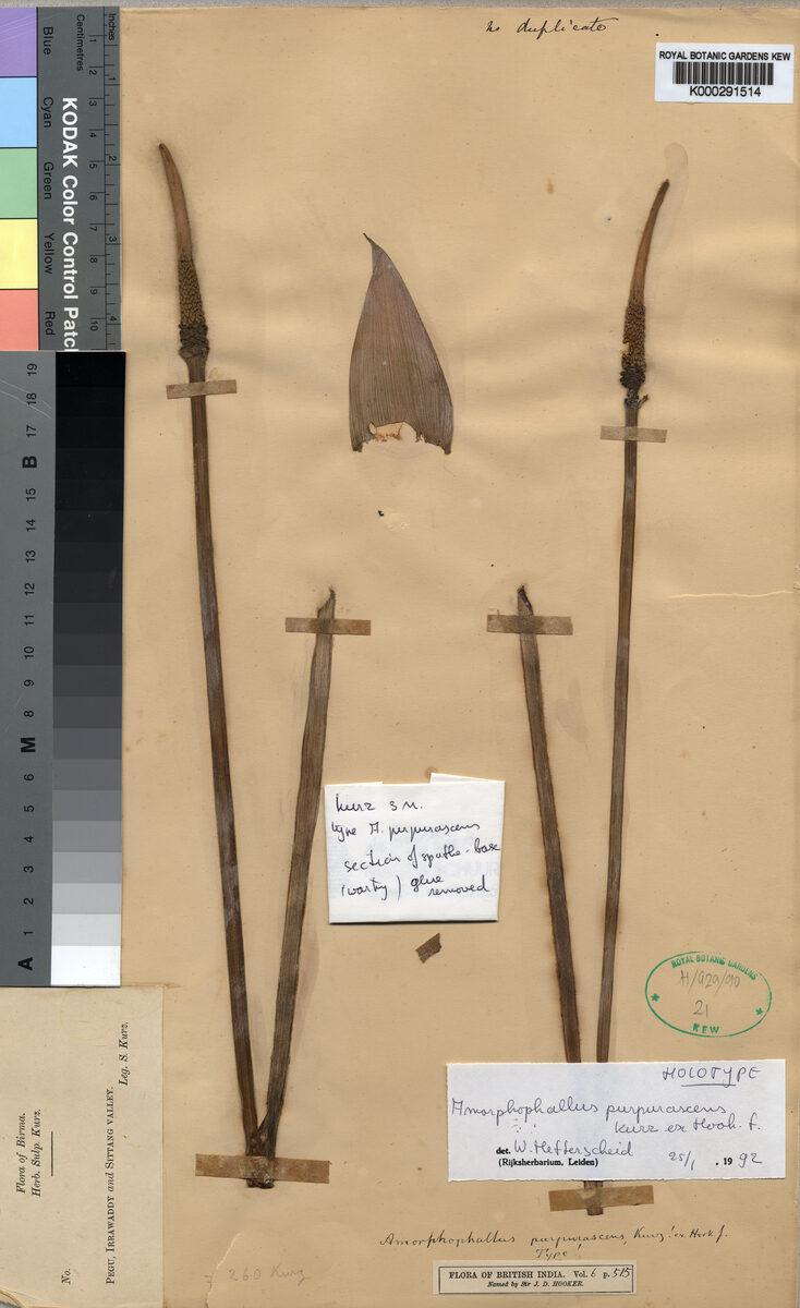 Amorphophallus purpurascens — photo