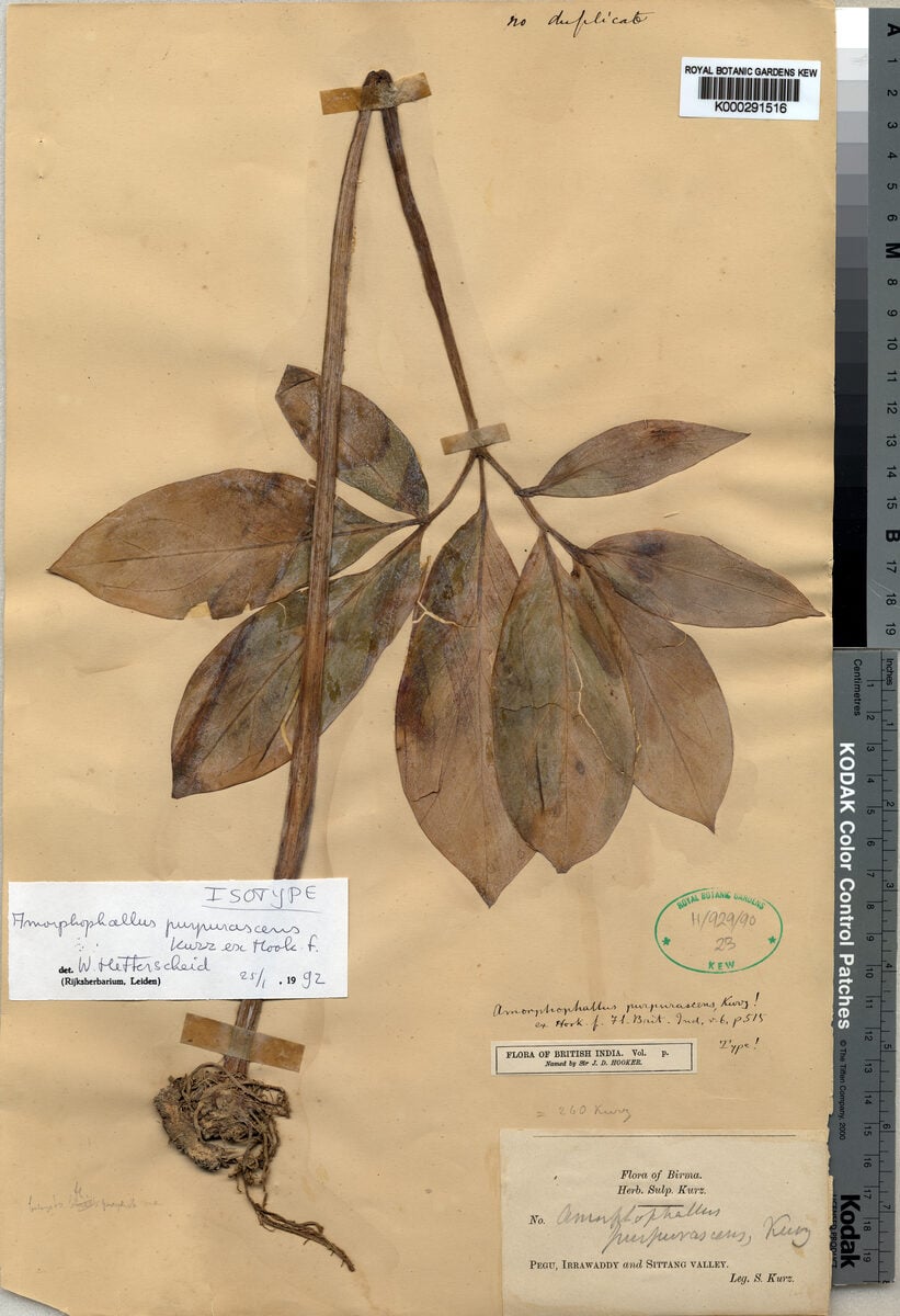 Amorphophallus purpurascens