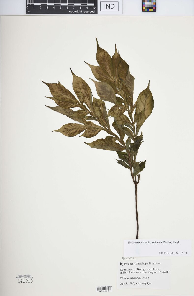 Amorphophallus rivieri