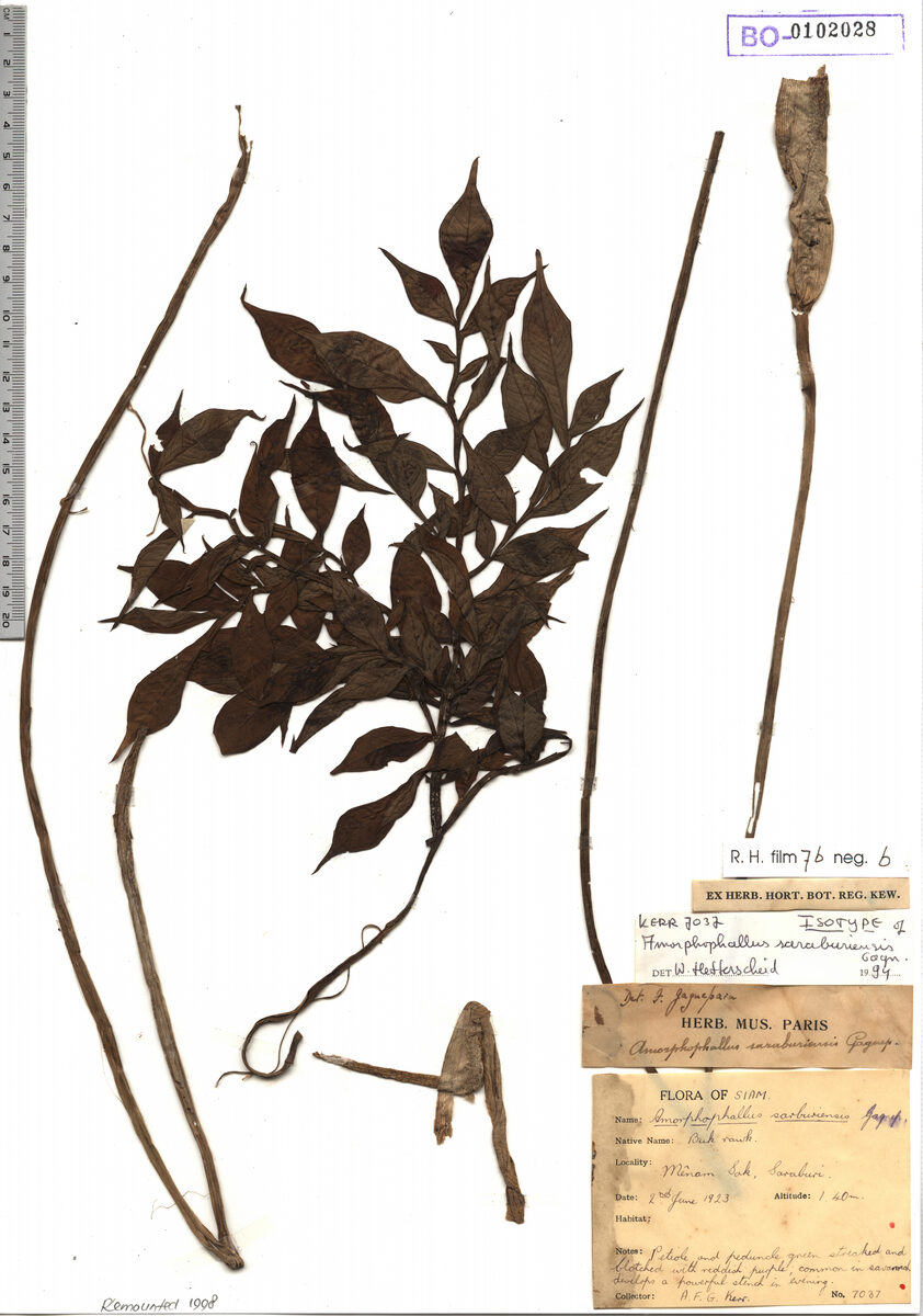 Amorphophallus saraburiensis