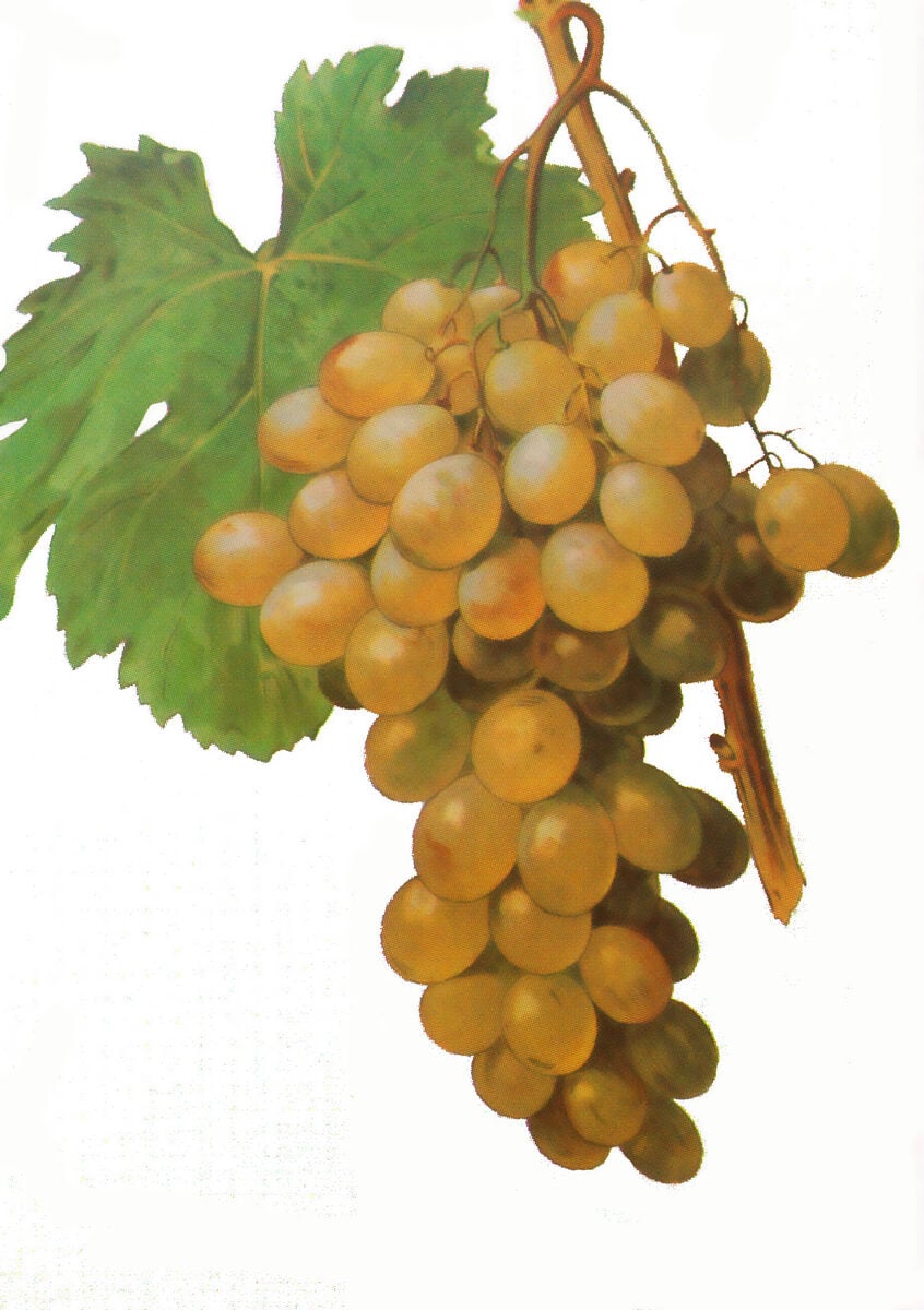 Ampelocissus barbata
