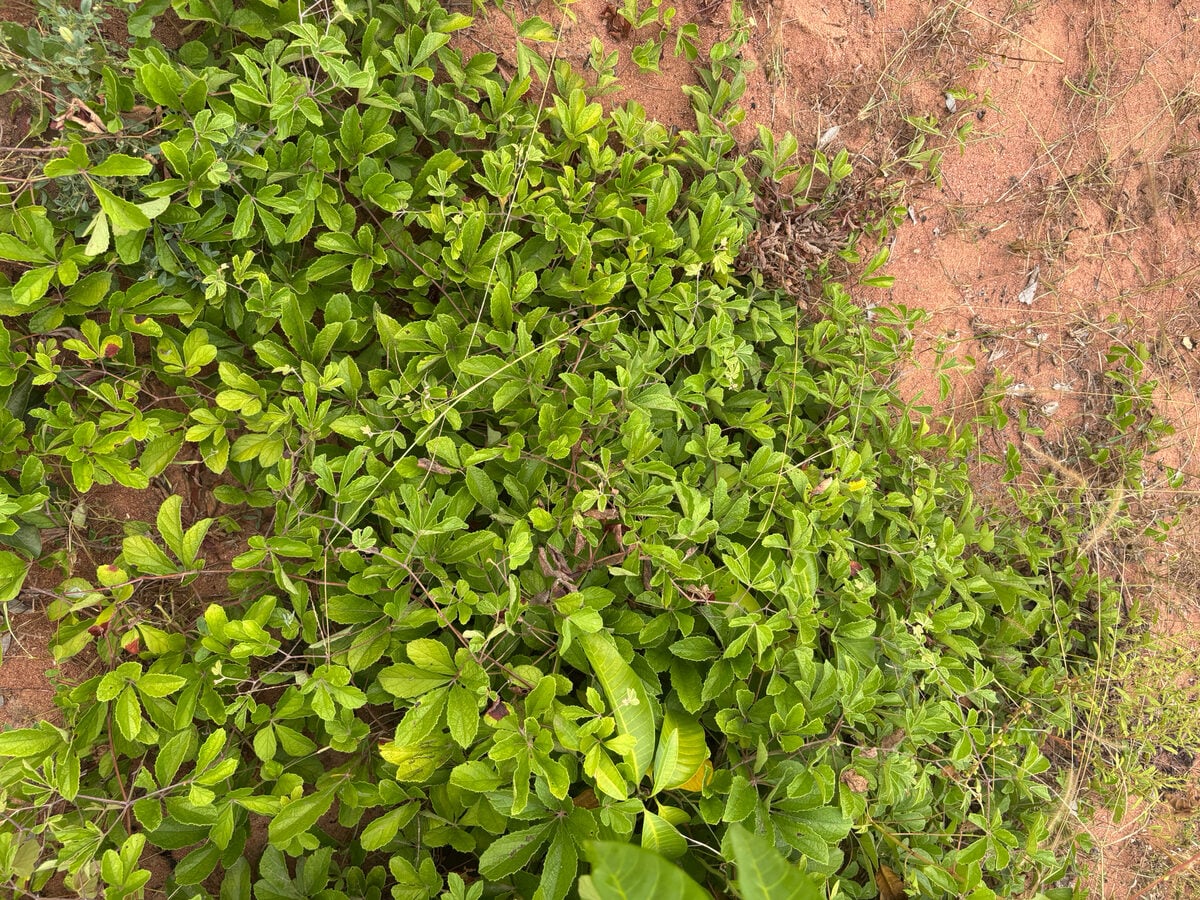 Ampelocissus obtusata subsp. kirkiana (Wild grape) — photo