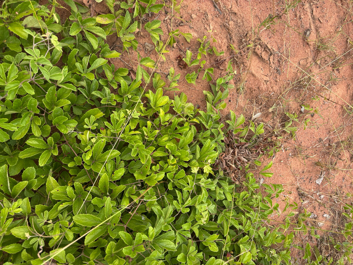 Ampelocissus obtusata subsp. kirkiana