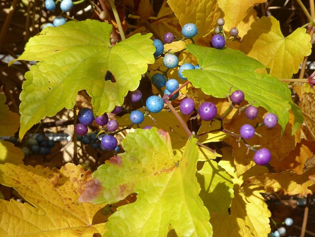 Ampelopsis brevipedunculata - (Maxim.)Trautv. (Porcelain Berry) — photo