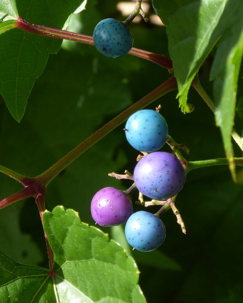 Ampelopsis brevipedunculata - (Maxim.)Trautv. (Porcelain Berry) — photo