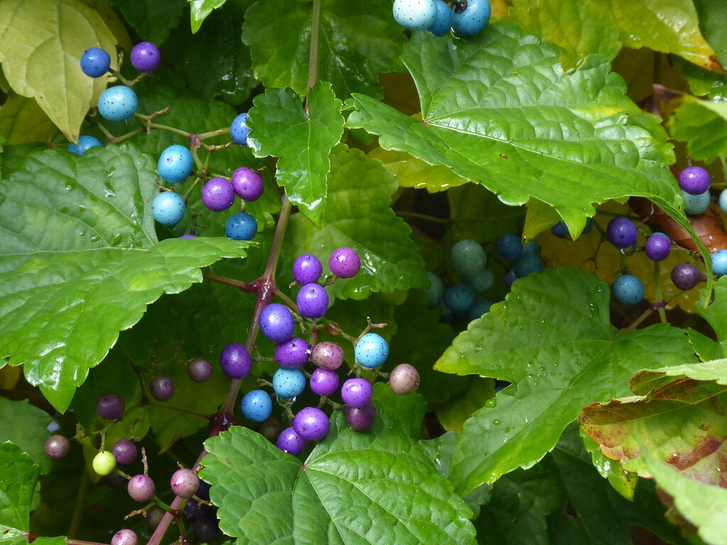 Ampelopsis brevipedunculata - (Maxim.)Trautv.