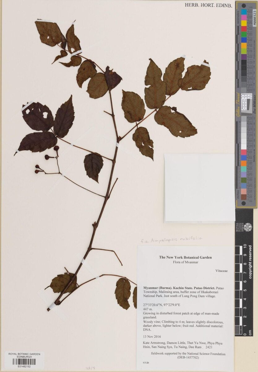 Ampelopsis rubifolia — photo