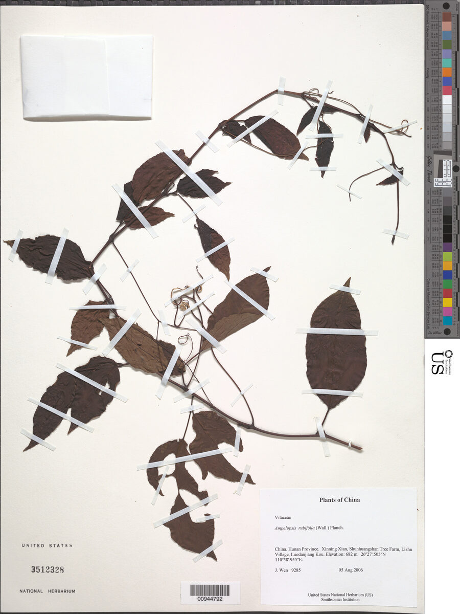 Ampelopsis rubifolia — photo