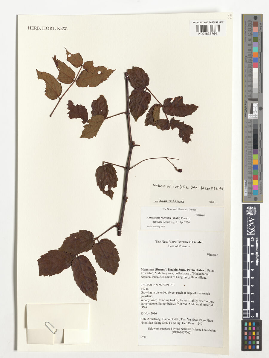 Ampelopsis rubifolia
