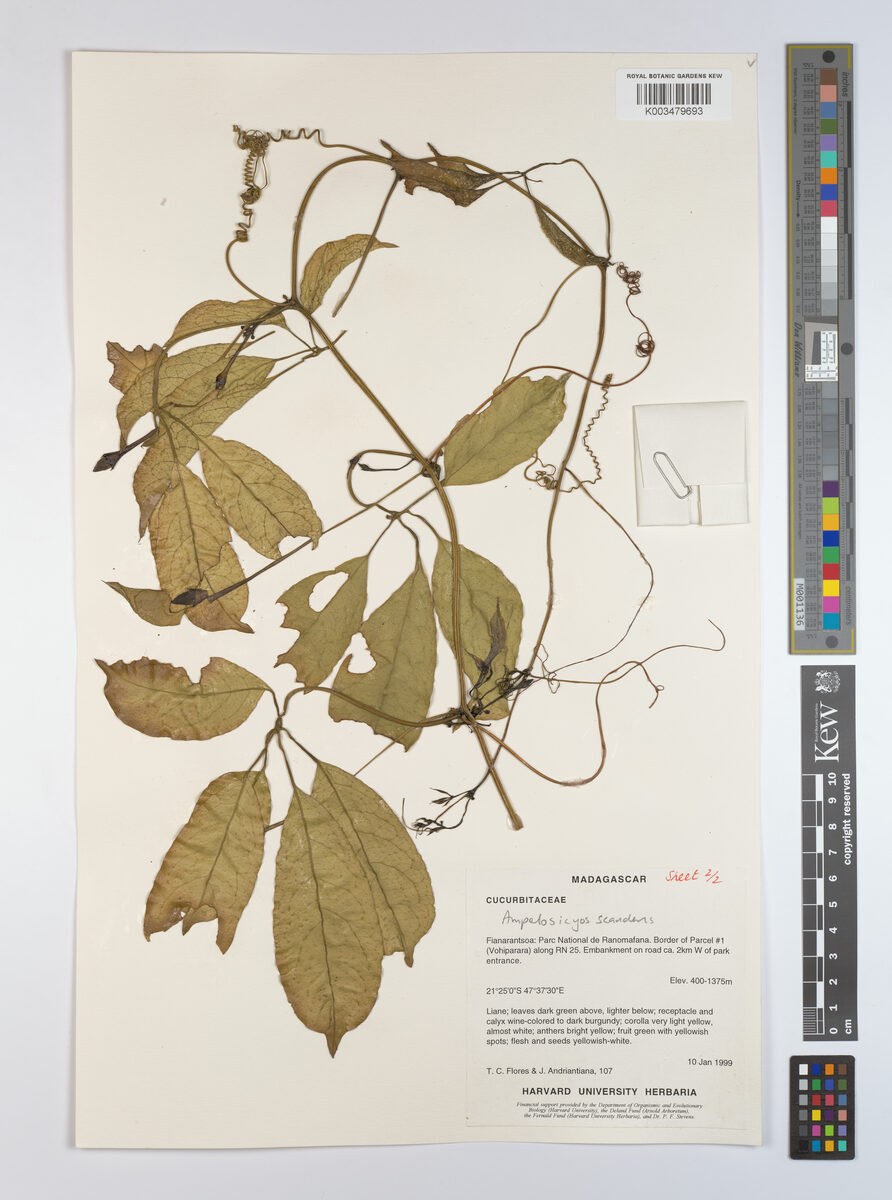 Ampelosicyos scandens (Voanono) — photo