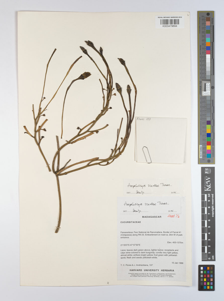 Ampelosicyos scandens