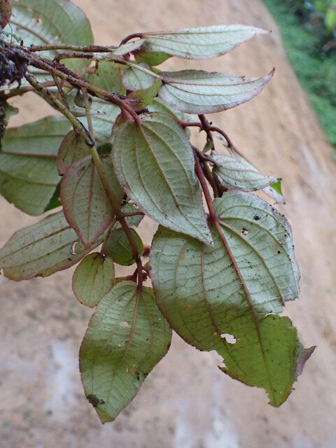 Amphiblemma molle — photo