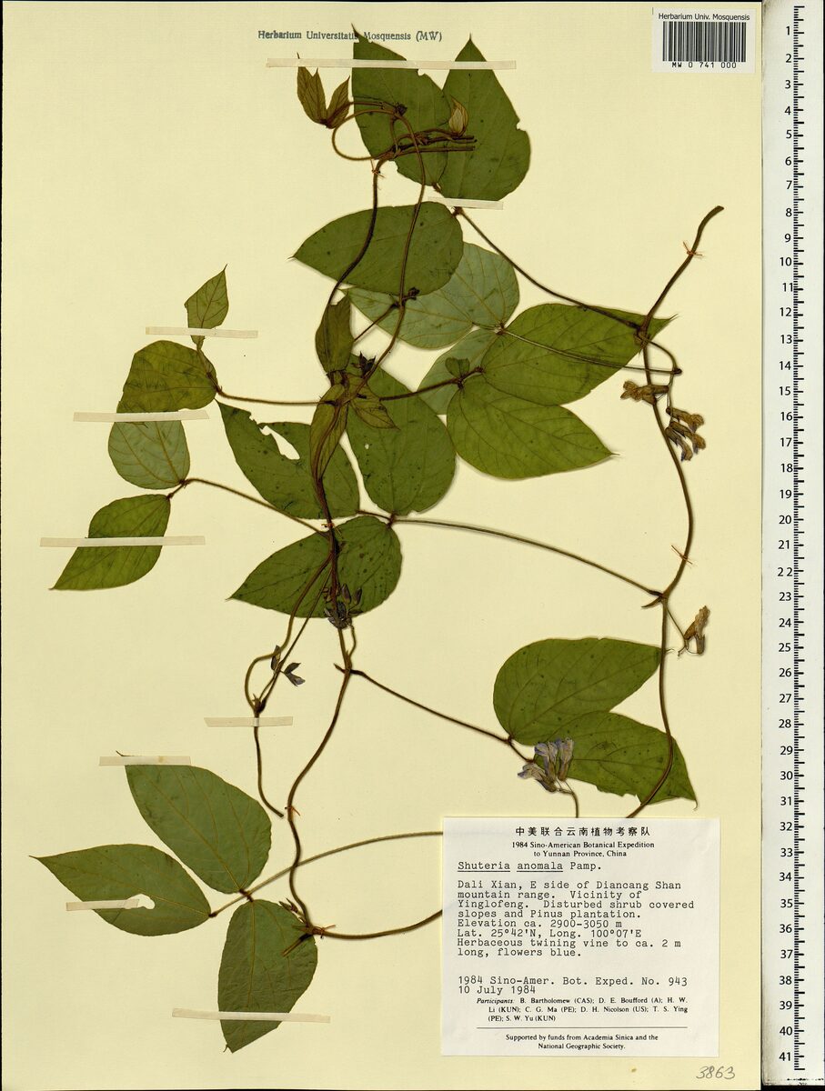 Amphicarpaea bracteata subsp. edgeworthii — photo