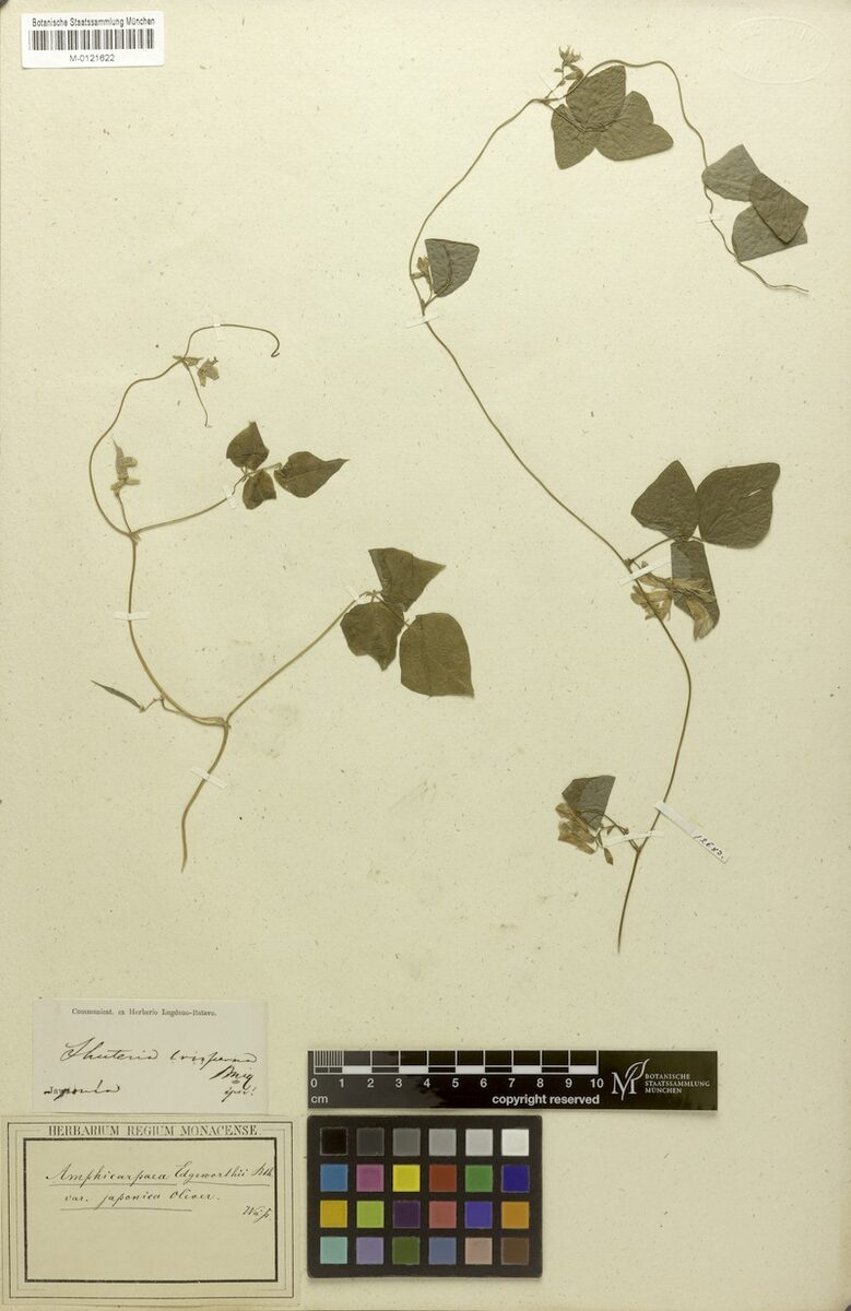Amphicarpaea bracteata subsp. edgeworthii — photo